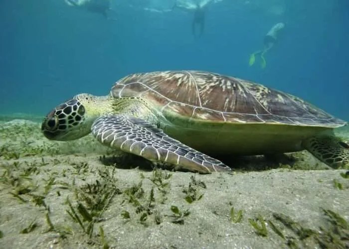 Schnorcheln mit Schildkröten in der Abu Dabab Bucht bei Marsa Alam im Roten Meer, Ägypten.