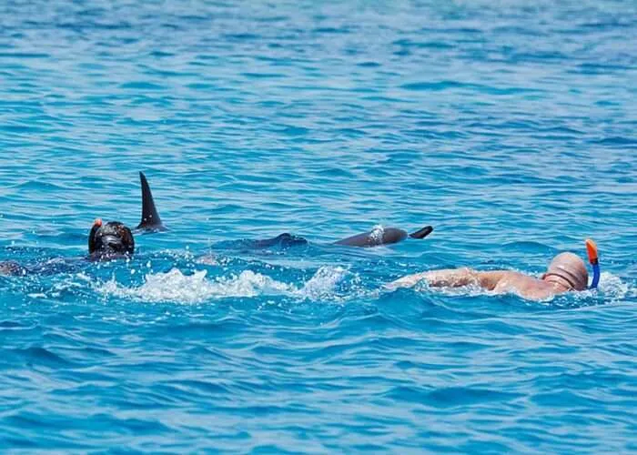 Genieße eine Bootsfahrt zum Delfin-Haus in Hurghada und erlebe ein unvergessliches Delfinschwimmen.