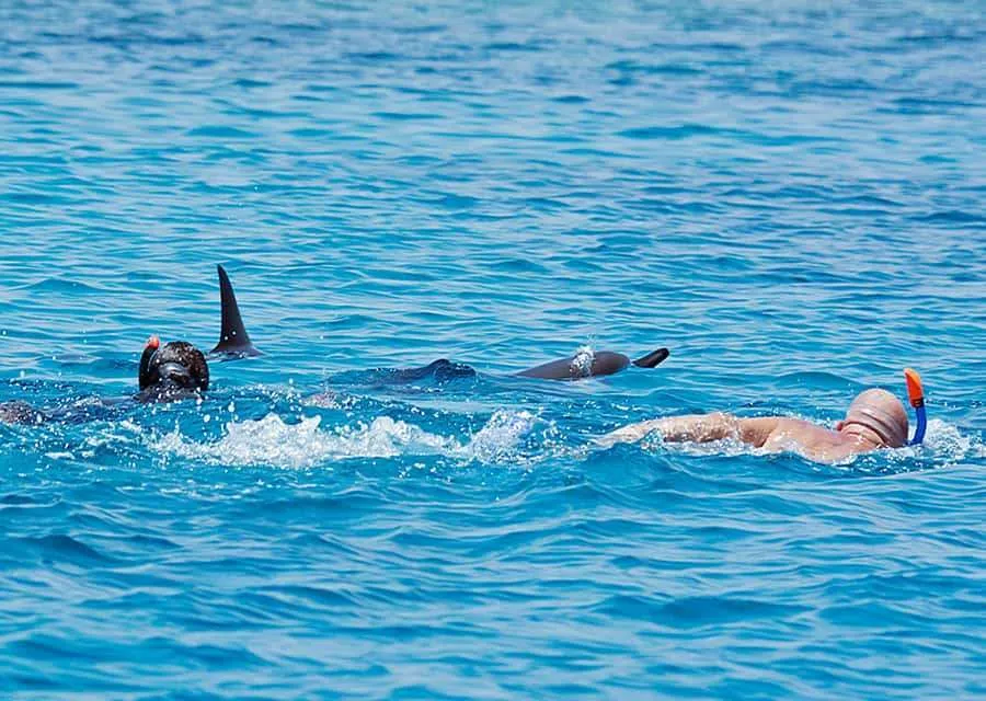 Genieße eine Bootsfahrt zum Delfin-Haus in Hurghada und erlebe ein unvergessliches Delfinschwimmen.