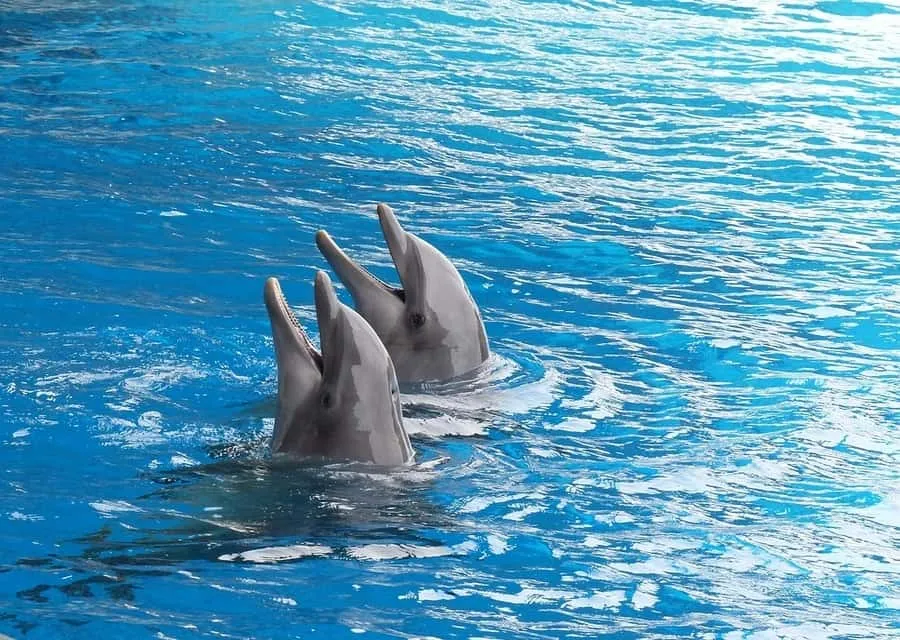 Delfinschwimmen in Hurghada Genieße eine Bootsfahrt zum Delfin-Haus in Hurghada und erlebe ein unvergessliches Delfinschwimmen.