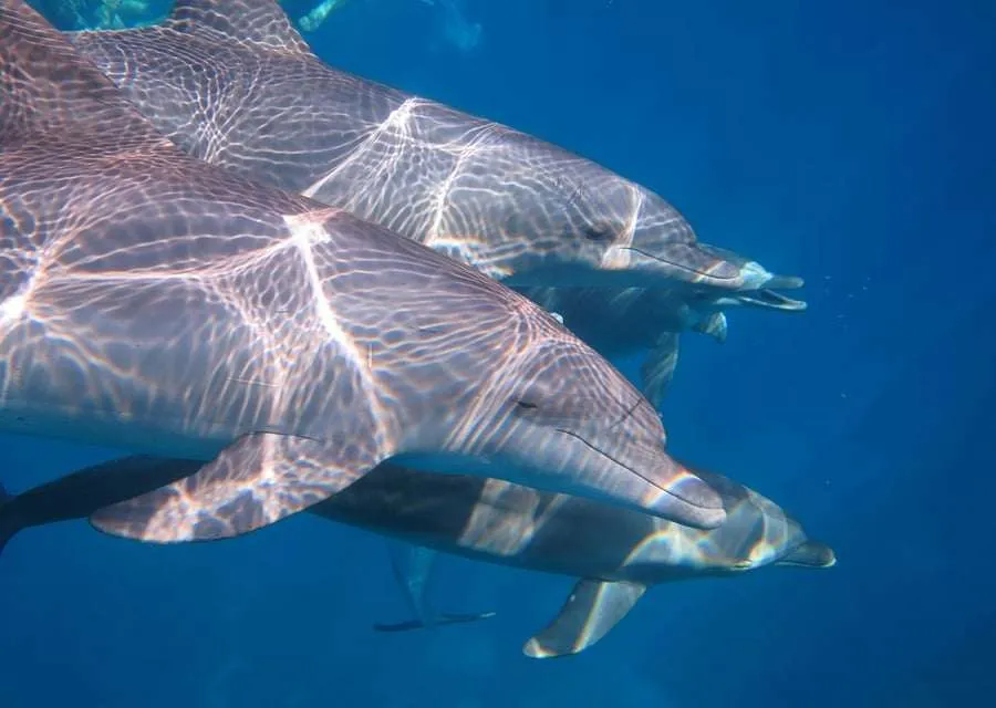 Delfinschwimmen – Marsa alam Ausflüge Marsa Alam Ausflüge - Genieße eine Bootsfahrt zum Delfin-Haus und erlebe ein unvergessliches Delfinschwimmen.